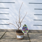 Muchovník (Amelanchier) ´PRINCESS DIANA´-výška 30-40 cm, kont P13 